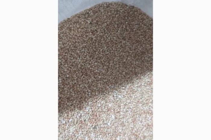 Гречка нежарена, продаж- фото № 1