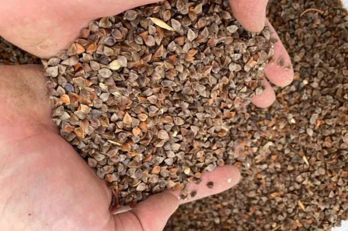 Гречка неочищенная, мешки по 30 кг- фото № 1