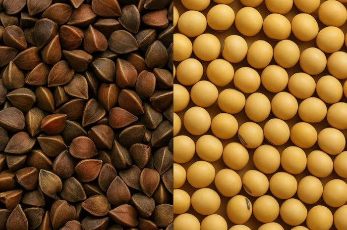 Насіння гречки та сої від виробника- фото № 1