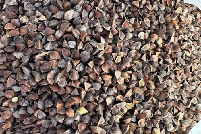 Закупівля зерна гречки у Луцьку- фото № 1