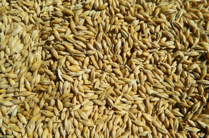 Продаж посівного ячменю сортів Кангу та Себастьян- фото № 1