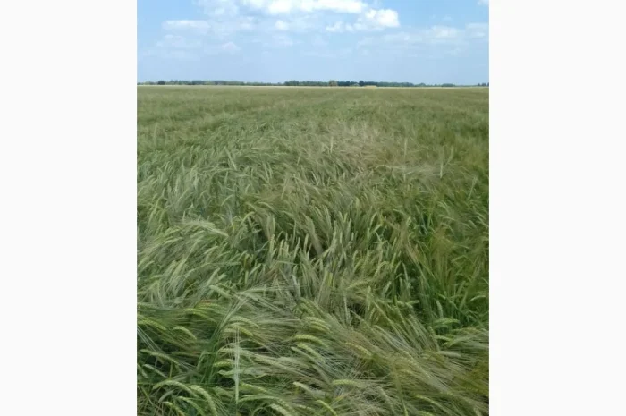 Продаж посівного ячменю сортів Кангу та Себастьян- фото № 2