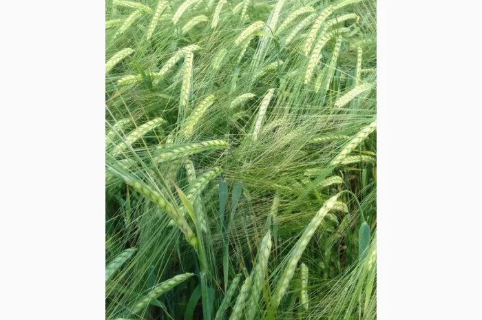 Продаж посівного ячменю сортів Кангу та Себастьян- фото № 3