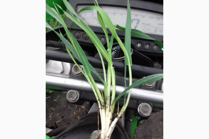 Продаж посівного ячменю сортів Кангу та Себастьян- фото № 5