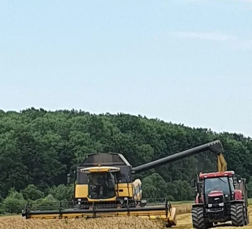 Продаж насіння ячменю ГУЛЛІВЕР- фото № 1