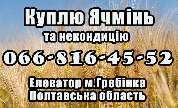 Закупка ячменя по высоким ценам в Полтаве!- фото № 1