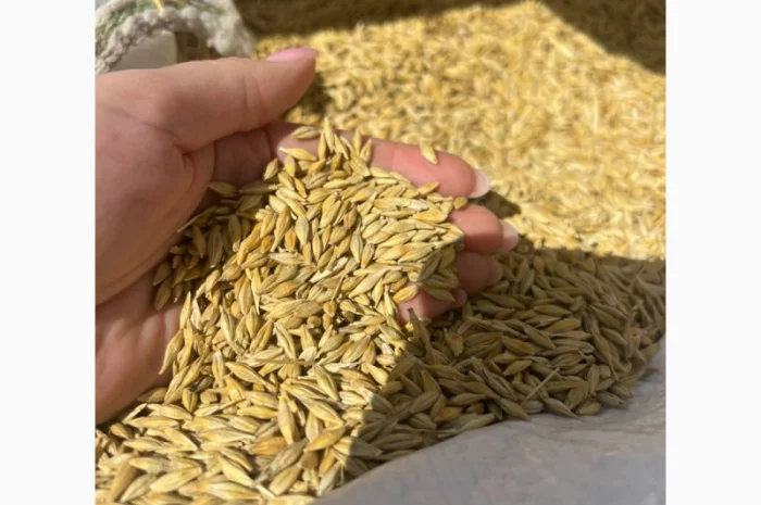 Продаж ячменю сорту Аверс- фото № 1