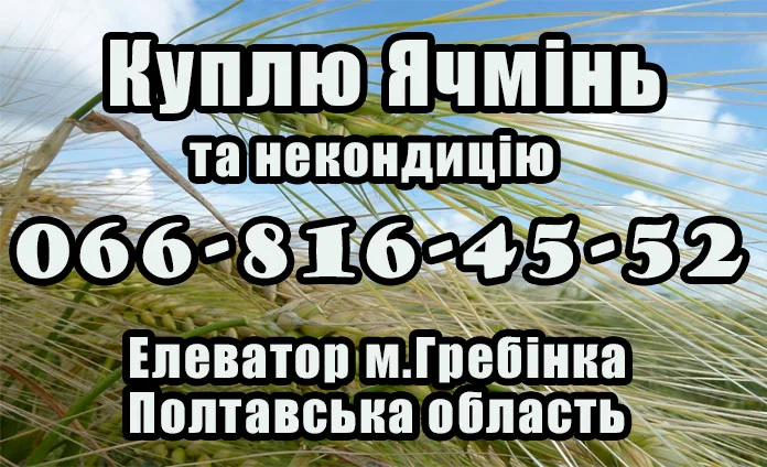 Закупка ячменя на выгодных условиях- фото № 1