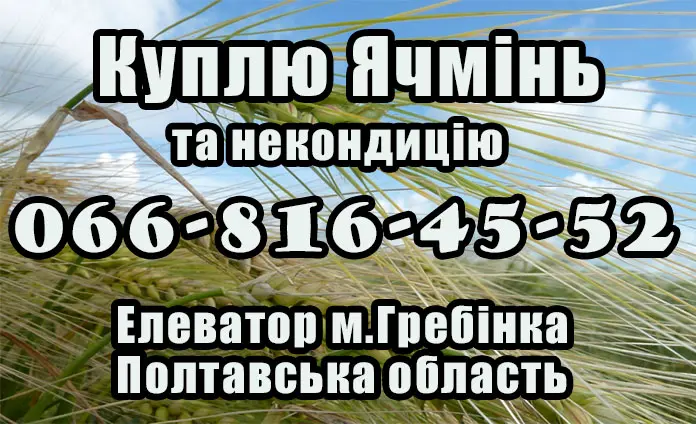 Купуємо ячмінь на постійній основі на вигідних умовах- фото № 1