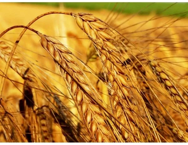 Яровой ячмень сорт МІП Шарм для продажи- фото № 1