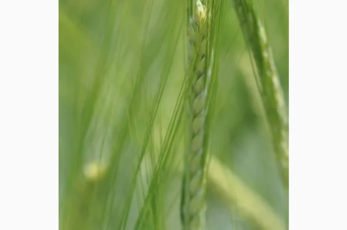 Насіння ячменя Вільма 1 репродукція в продаже- фото № 1