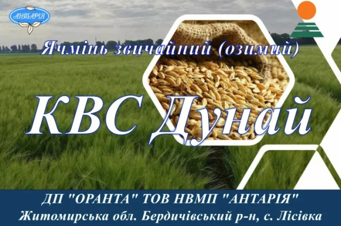 Продаж насіння ячменю КВС Дунай- фото № 1