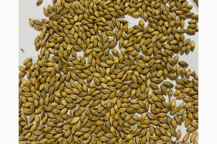 Куплю ячмень фуражный по хорошей цене- фото № 1