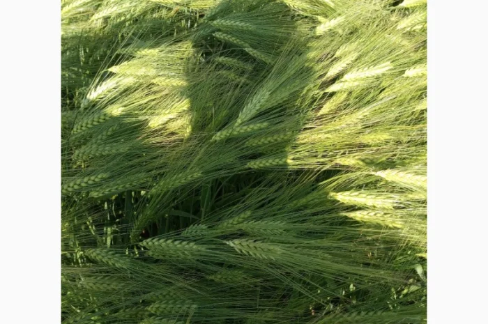 Насіння озимого ячменю Дев'ятий Вал- фото № 3