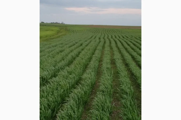 Насіння озимого ячменю Дев'ятий Вал- фото № 4