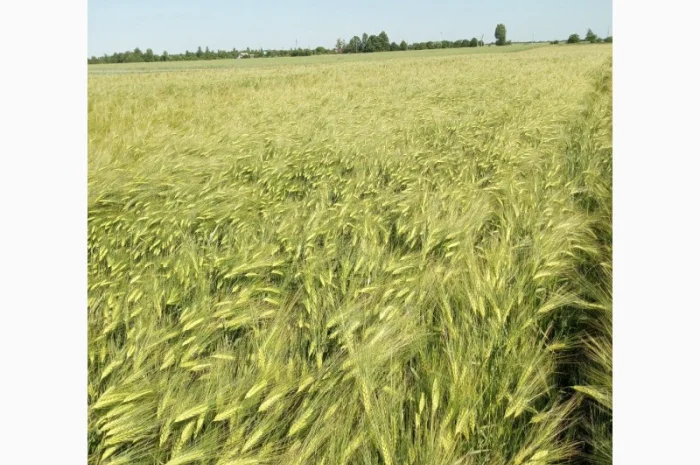 Насіння озимого ячменю Дев'ятий Вал- фото № 5