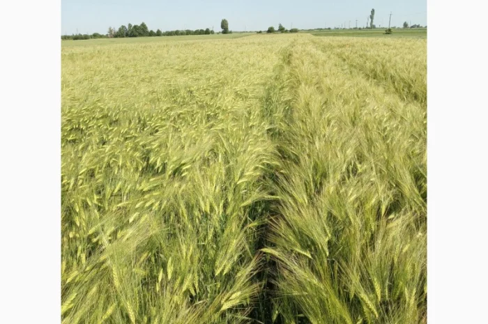 Насіння озимого ячменю Дев'ятий Вал- фото № 6