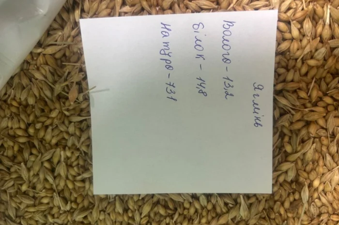 Продажа ячменя голозерного для крупы- фото № 1