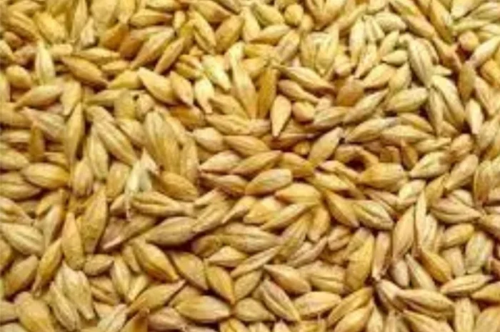 Покупка ярового ячменя урожая 2025 года- фото № 1