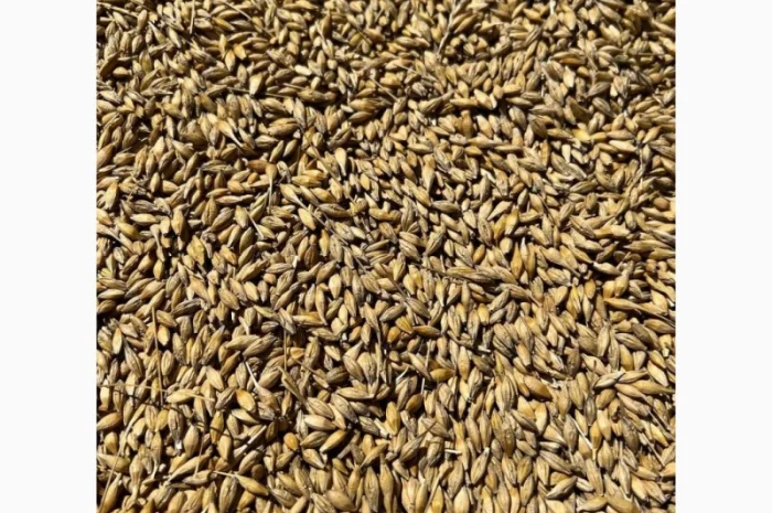 Продаж ячменю сорту Крісі- фото № 1