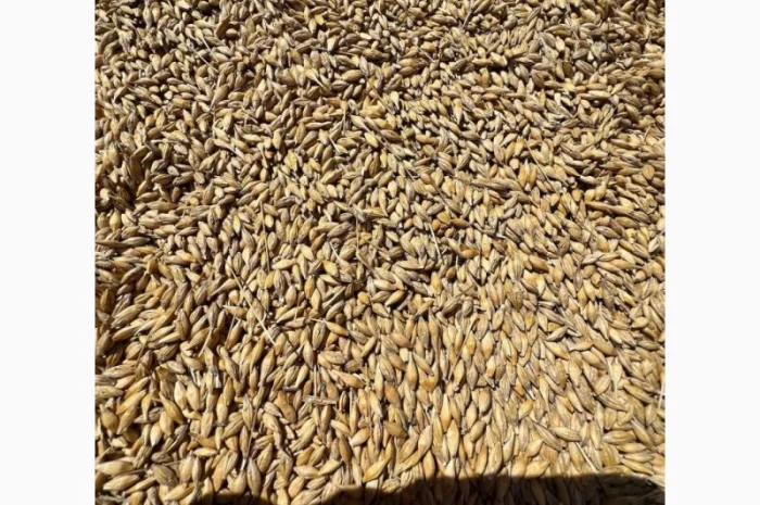 Продаж ячменю сорту Крісі- фото № 2