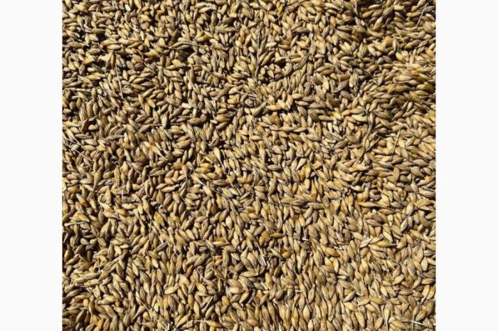 Продаж ячменю сорту Крісі- фото № 3