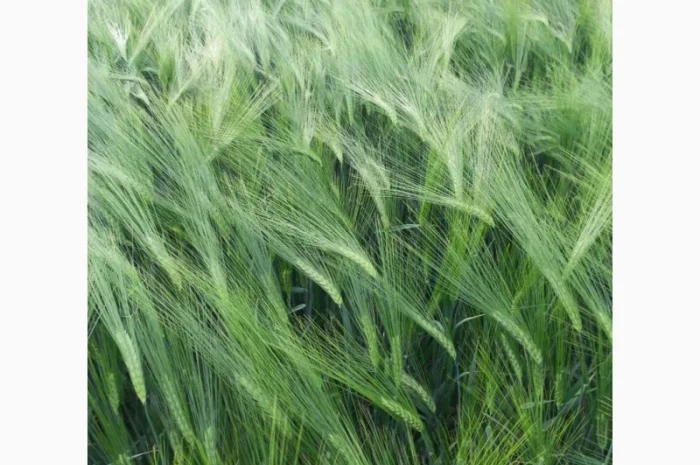 Продаж озимого ячменю NORMAN- фото № 1