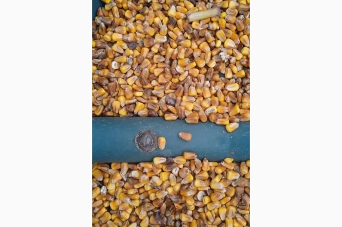 Продается кукуруза 25 тонн- фото № 1