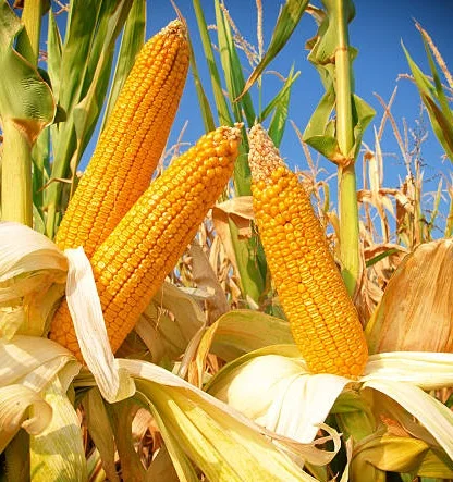 Продаж кукурузи Марсель- фото № 1