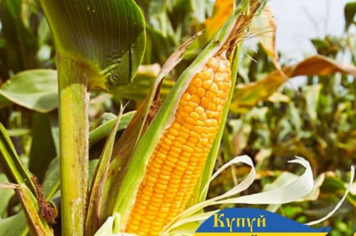 Насіння кукурудзи ДБ Хотин на продаж- фото № 1