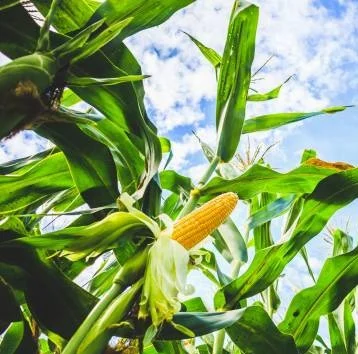 Продаж насіння кукурудзи НУР- фото № 1