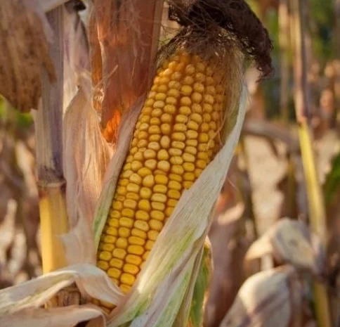 Кукуруза Южная на продажу- фото № 1