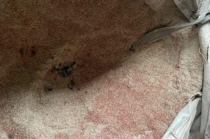 Відходи кукурудзи після сушки- фото № 3