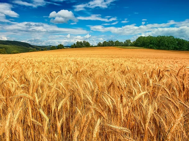 Купаем зерновые отходы- фото № 1