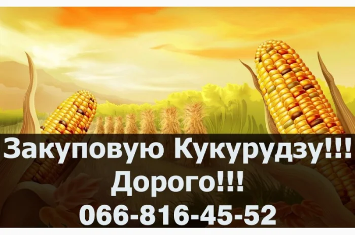 Закупівля кукурудзи оптом за конкурентними цінами- фото № 1