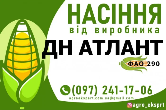 Гібрид кукурудзи ДН Атлант (ФАО 290) від виробника- фото № 1
