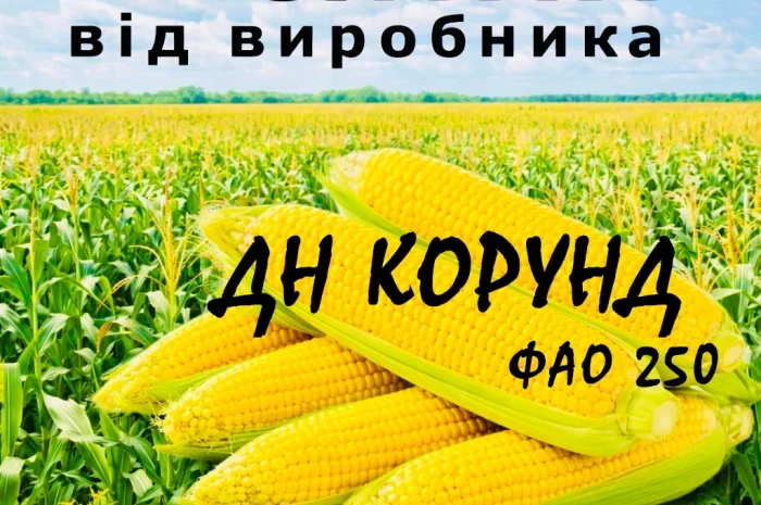 Насіння кукурудзи ДН Корунд ФАО 250 від виробника Agro_Exprt- фото № 1