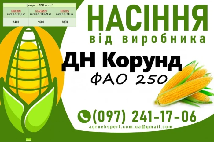 Насіння кукурудзи 2025 – гібрид ДН Корунд (ФАО 250) від виробника- фото № 1