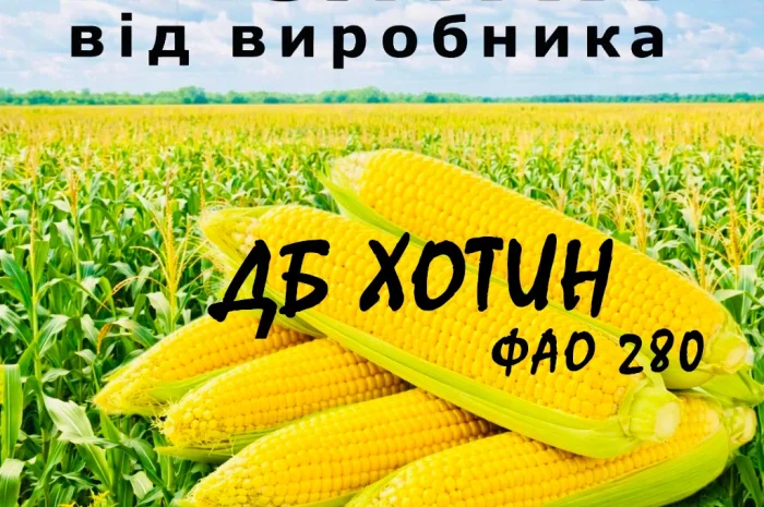 Насіння кукурудзи ДБ Хотин ФАО 280 від виробника Agro_Exprt- фото № 1