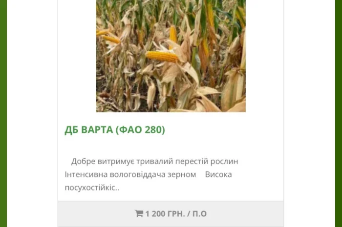 Насіння кукурудзи ДБ Варта від виробника- фото № 1