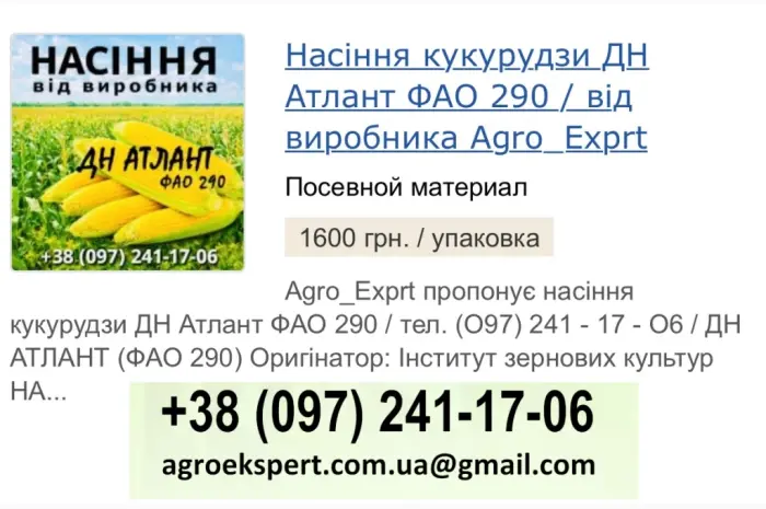 Насіння кукурудзи ДН Атлант (ФАО 290) від Agro_Exprt- фото № 1