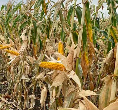 Насіння кукурудзи ДБ Варта (ФАО 280) від виробника- фото № 1