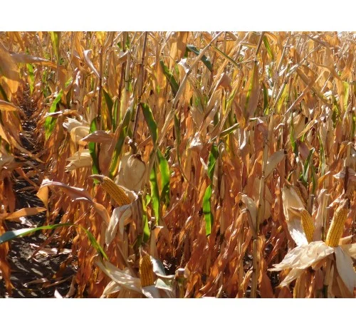 Насіння кукурудзи ДН Фієста (ФАО 260) від виробника- фото № 1