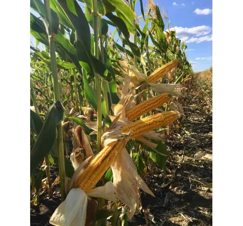 Насіння кукурудзи ДН Хортиця (ФАО 240) від виробника- фото № 1