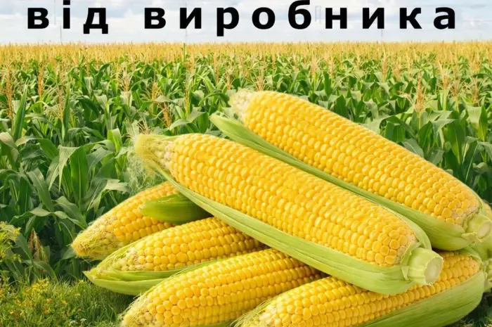 Предлагаем высококачественные семена кукурузы. Семена от производителя- фото № 1