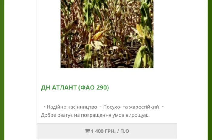 Насіння кукурудзи ДН Атлант (2025 року) від виробника- фото № 1