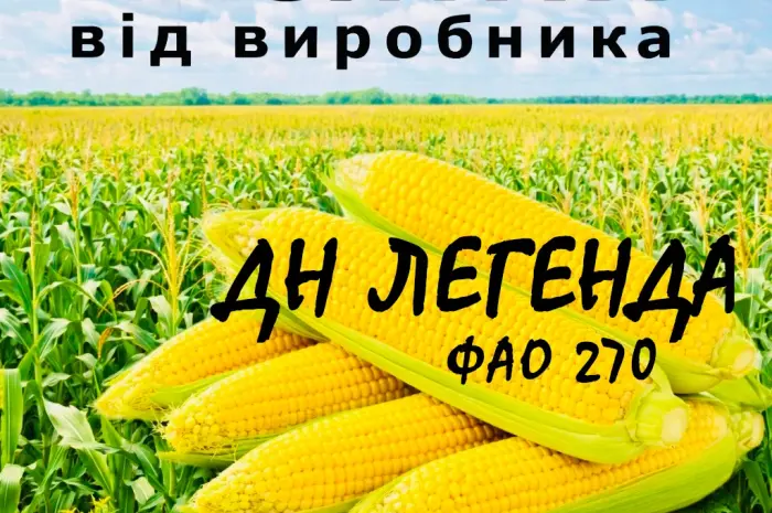 Насіння кукурудзи ДН Легенда ФАО 270 от производителя Agro_Exprt- фото № 1