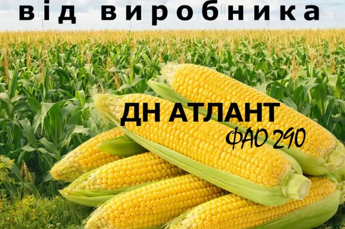 Насіння кукурудзи ДН Атлант ФАО 290 від виробника- фото № 1