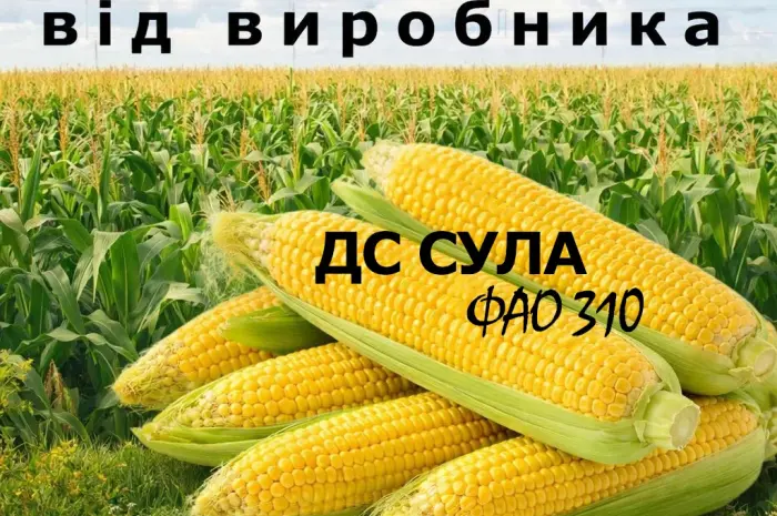 Насіння кукурудзи ДС Сула / від виробника / ФАО 310- фото № 1