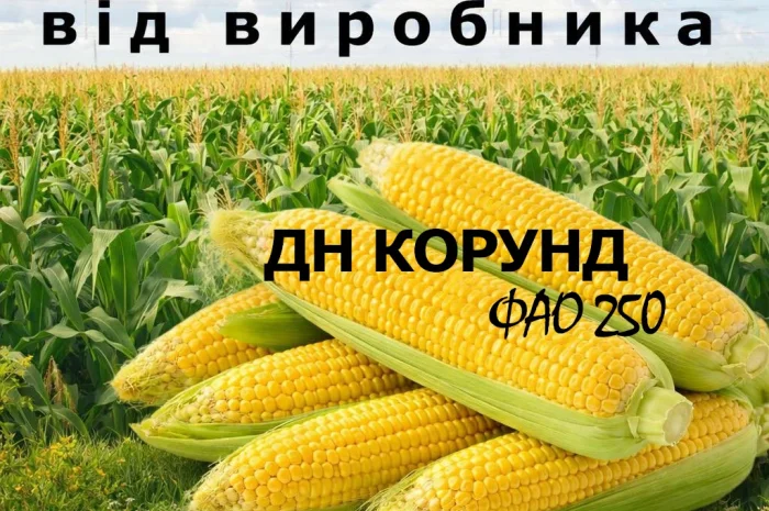 Насіння кукурудзи ДН Корунд / от производителя / ФАО 250- фото № 1